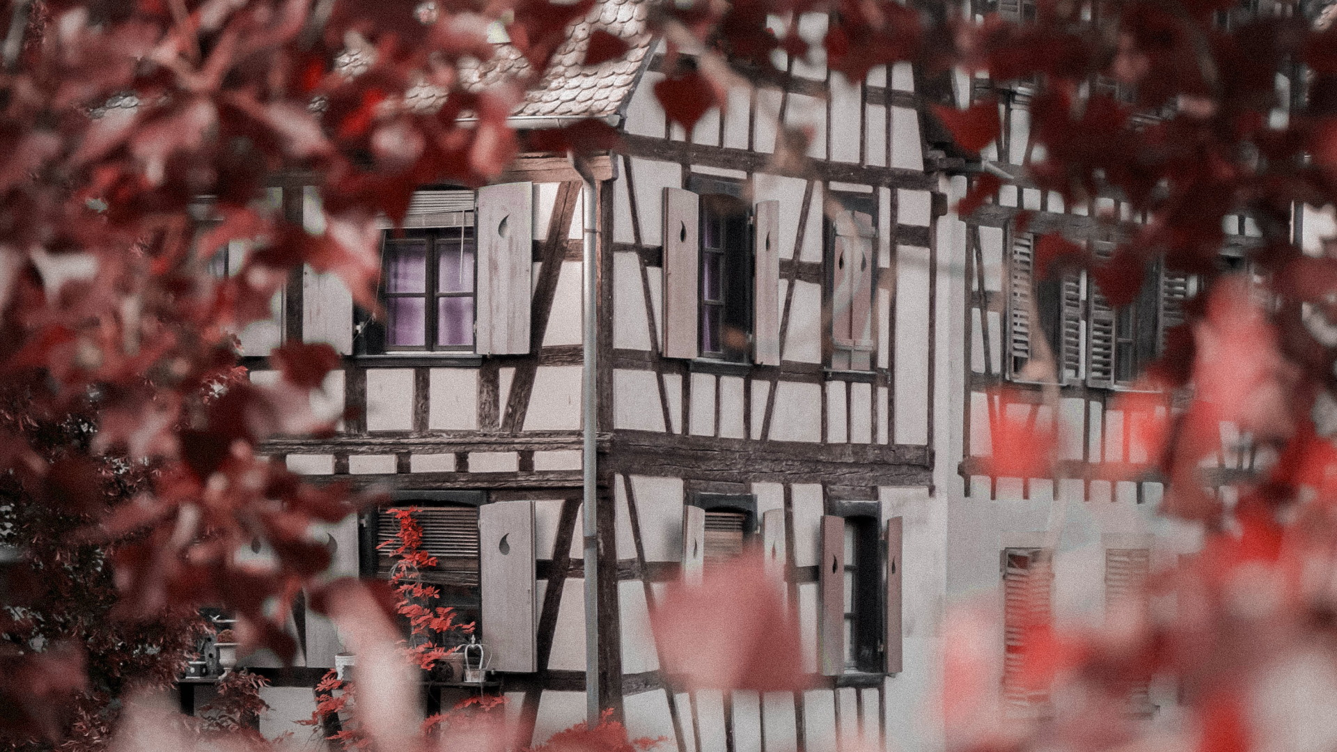 maisons_colombages_feuilles_rouges_alsace